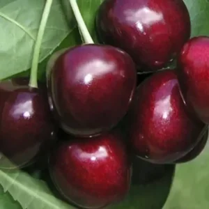 Giant Red