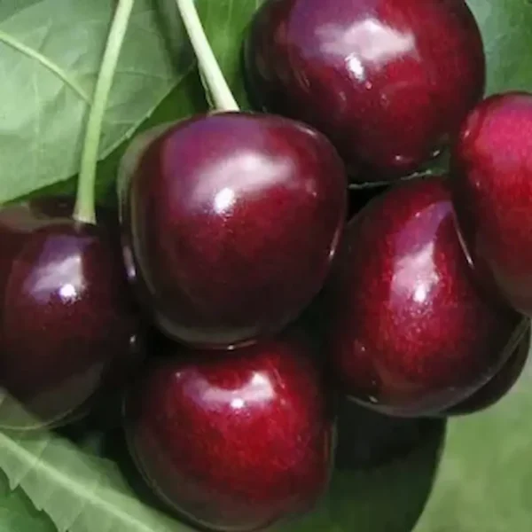 Giant Red
